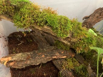 Slimák africký - 4