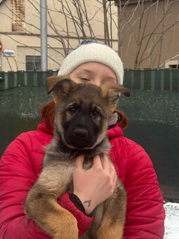 Nemecký ovčiak s PP - 4