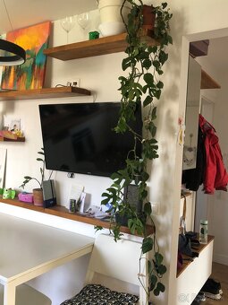 Rhaphidophora tetrasperma (mini monstera) - 4