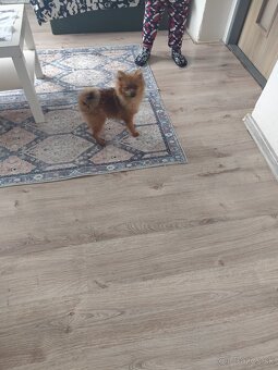 Prefam 6mesacneho spica pomerian - 4
