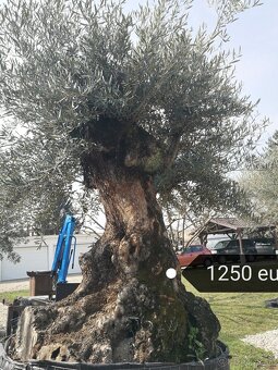 Olivovnik bonsai - 4