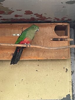 Papagaj kralovsky - 4