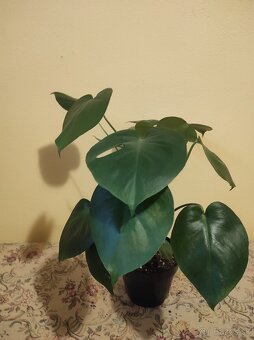 MONSTERA DELICIOSA - 4
