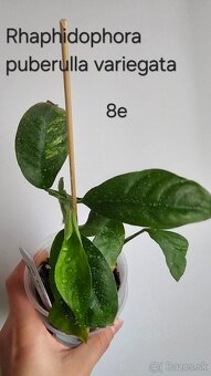 Rhaphidophory - rôzne druhy - 4