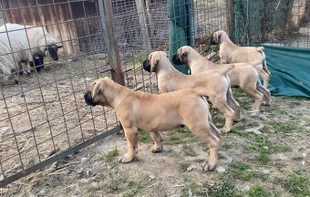 Boerboel štěně FCI pp - 4