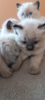 Ragdoll mačiatka, mačka - 4