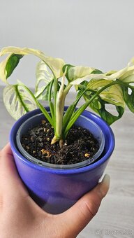 Monstera adansonii veriegata - izbova rastlina - 4
