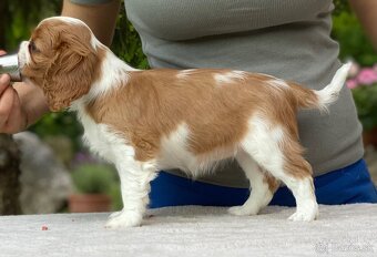 Cavalier king charles španiel s PP - 4