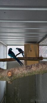 Barnard cc modry - 4