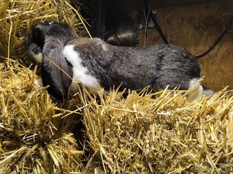 Predám alebo vymením francúzskeho barana samičku - 4