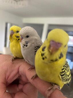 Andulka mlada Maznačik - 4