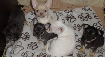 civava krátkosrstá,dlhosrstá. - 4