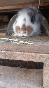 Zakrsle zajaciky baranceky - 4