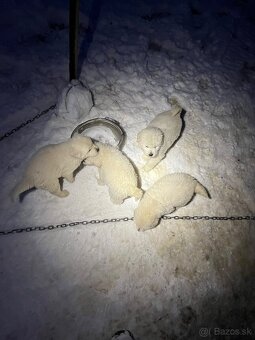 Slovenský čuvač - 4