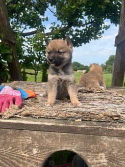 Shiba inu - 4