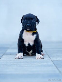 American bully xl, pitbull xxl - 4
