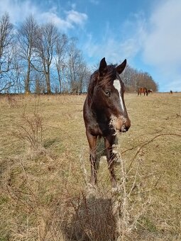 Tříletá klisna Appaloosa - 4