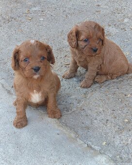Cavapoo - 4