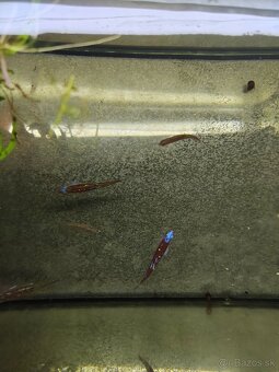 Jalcek dúhový - vhodný aj do jazierka - 4