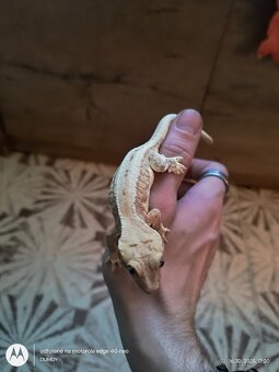 Pagekón riasnaty / Gekončik čínsky (Goniurosaurus hainanensi - 4