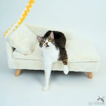 Kocúrik ERVIN hľadá domov - 4