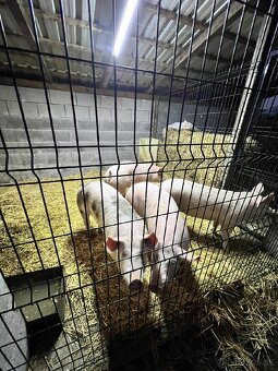 Predám ošípané vaha cca 130kg - 4