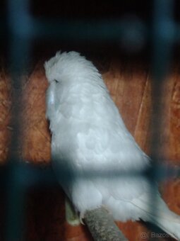 Výstavné andulky - 4