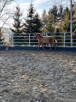 APH Žrebček DUN - 4