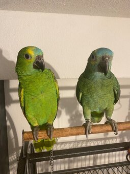 Amazoňan modročelý - 4