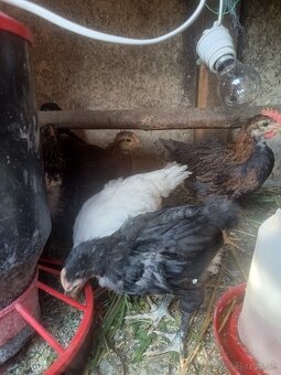 Kohút Vlaška jarabičia a Leghorn - 4
