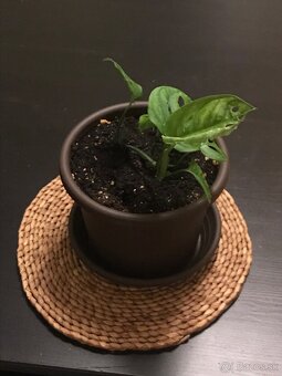 monstera adansonii - 4