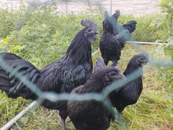 Ayam cemani kohúti - 4