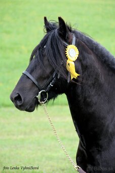 Fell  pony  pripustanie - 4