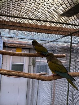 Papagáj patagónsky - 4