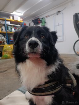 Psík, hľadá domov - 4