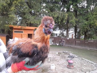 Kohútiky hodvábničky - 4