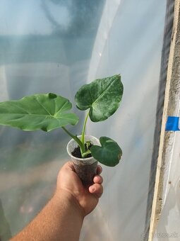 Colocasia Leucocasia gigantea - Slonie ucho - 4