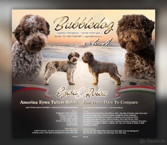 Lagotto Romagnolo s PP - 4