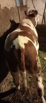 Predám jalovicu a býka - 4