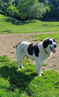 Rumunsky ovciak, Bukovina - 4