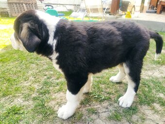 stredoázijský ovčiak - 4