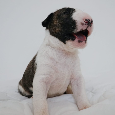 Bull terrier / Bullterier / Bulteriér šteniatka s PP - 4