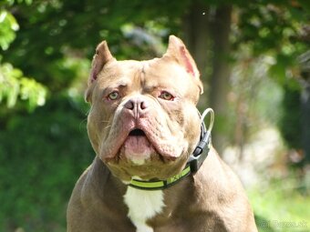 American bully - 4