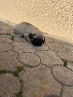 Mops - 4