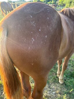 Appaloosa s pp - 4