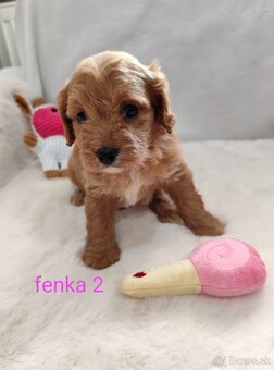 Cavapoo - 4