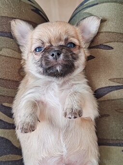 Čivava dlhosrstá, chihuahua, Solubist Dog KENNEL 💙💙 2 boy - 4