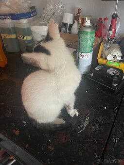 Darujeme mačiatko mačku - 4