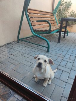 Darujem steniatko - 4