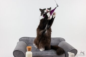 KEVIN hľadá domov - 4